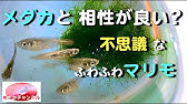 令和元年8月メダカの好きな小さな小川のあるメダカ水槽 Youtube