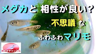 メダカと相性の良い水草を求めていたら　身近にあったふわふわマリモで観察水槽の立ち上げ