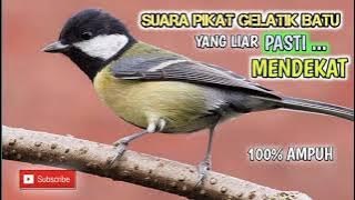 Suara gelatik batu cocok untuk mikat