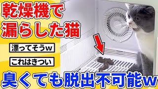 【2ch動物スレ】乾燥機でう〇こしたヌコ→激臭空間に絶望するｗｗｗｗｗ