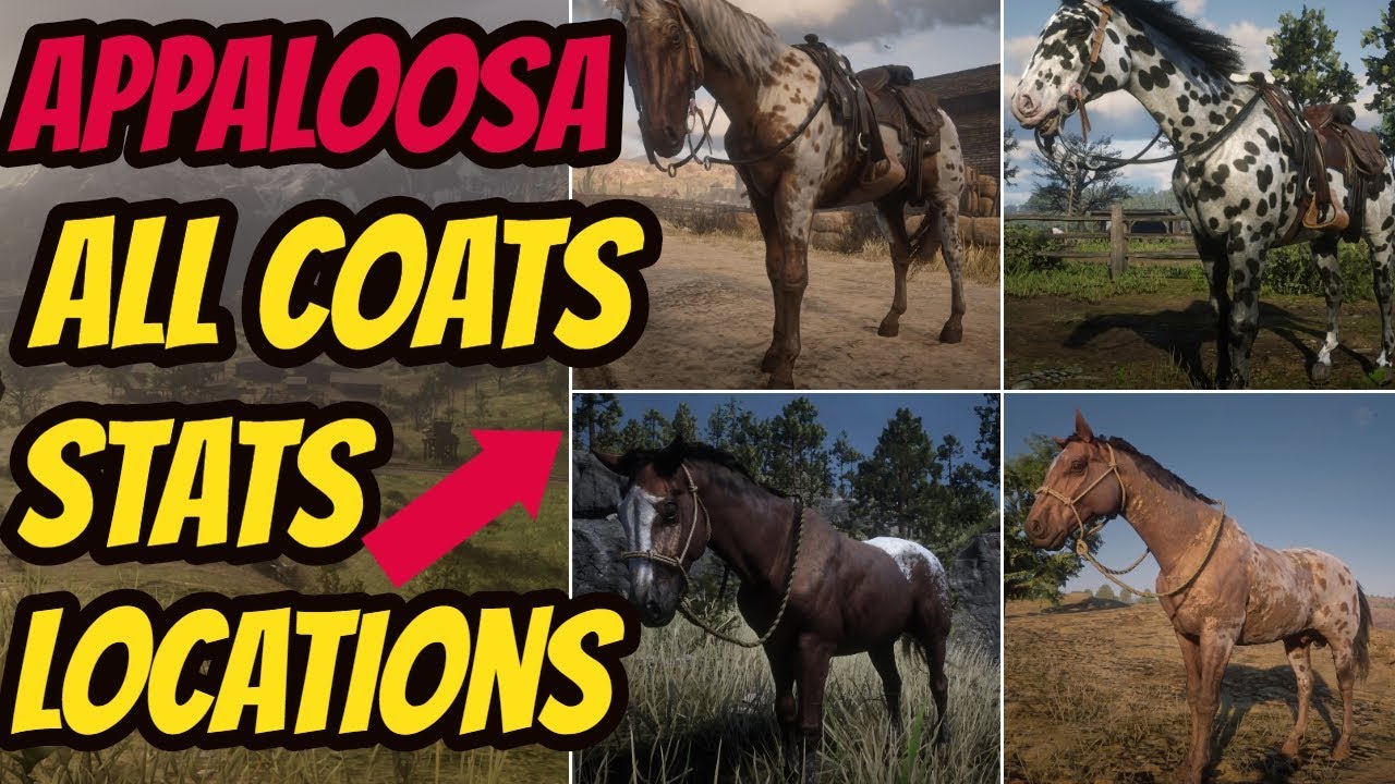 Red Dead Redemption 2 Appaloosa Location All Coats Stats Good Horse Guide Youtube