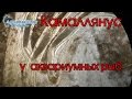 Камаллянусы (Camallanus sp.) в кишечнике гуппи