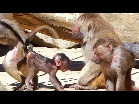 Tierquälerei im Zoo: Besucher bewerfen Affen, dann rastet er aus