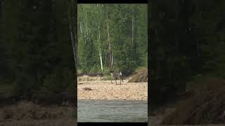Северный олень на реке #Shorts