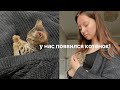 Подобрали котёнка на улице! Первая неделя с котиком дома