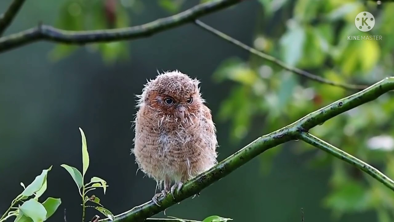 Surah Rahman by Rizwan Alam