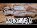 [ヤリイカ編]思わず息を呑むプロの技 〜早捌き・アニサキス対策〜