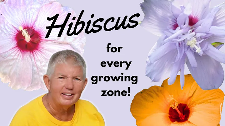 Hibiscus for Every Growing Zone | Different Types of Hibiscus - DayDayNews