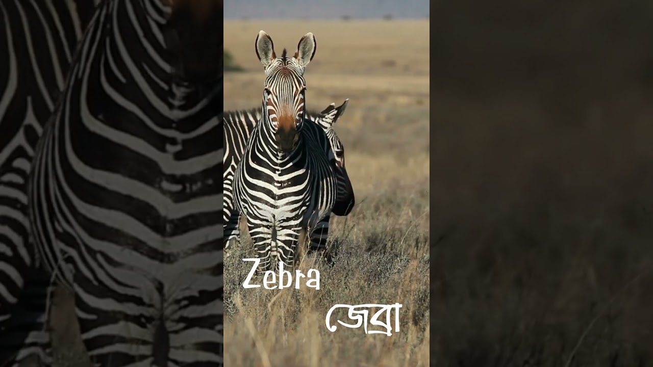 #zebra