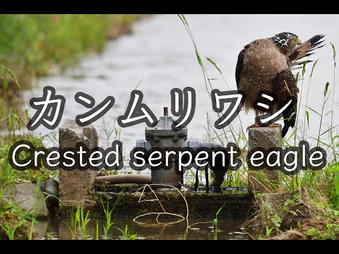 【特別天然記念物】カンムリワシ Crested serpent eagle 野鳥撮影 石垣島