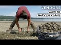 The techniques behind harvesting the best clams on the west coast  vendors