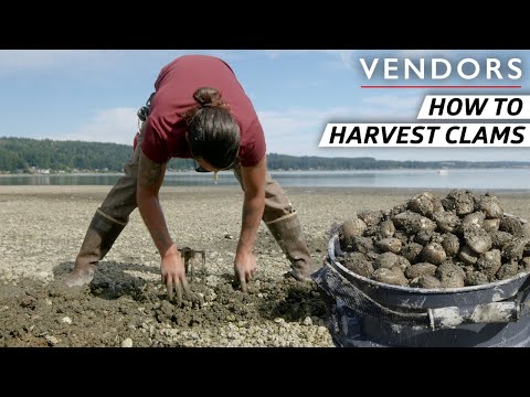 How the Suquamish Tribe Has Been Harvesting Clams For Generations Vendors