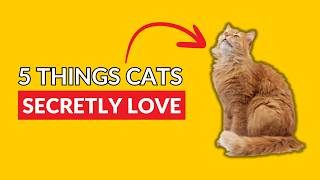 5 Things Cats Secretly Love That Most Owners Don’t Know | Make Your Cat Happier