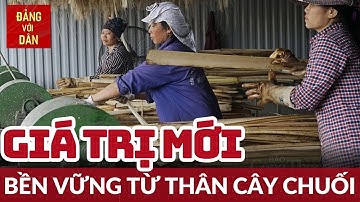Khởi nghiệp bền vững từ thân chuối | Đảng với Dân