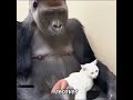 The story of orangutan and cat #cat #love #foryou #fyp