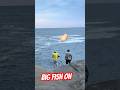 #fishing #sydney #australia #youtubeshorts #shortvideos #viralvideos #india