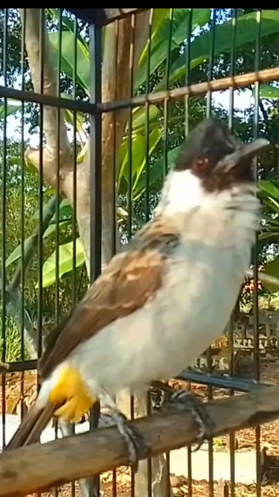Suara burung kutilang gacor memanggil lawan