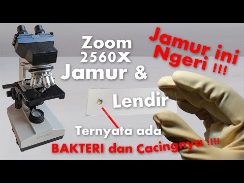 Zoom 2560 X: Jamur ini beneran beracun ada bakteri bahaya | Jamur, Alga tanah