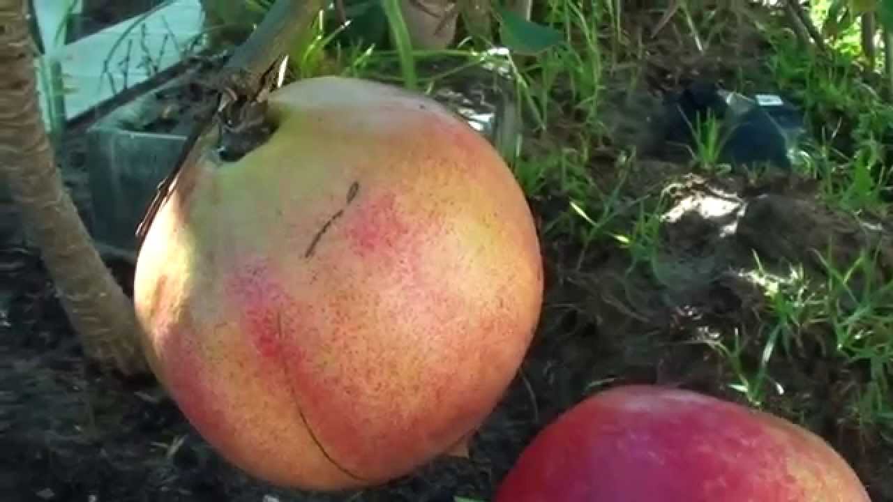 When to Pick Your Sweet Juicy Pomegranate at the Right Time - YouTube