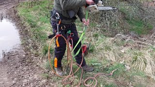 Tree Surgeon Arborist Climbing - Harness and Rope On A Dangerous Leaning Tree.