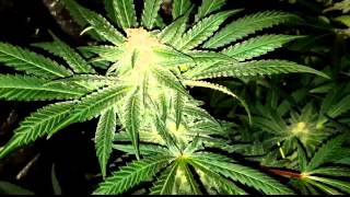 Velvet Cookies, White Rhino & R2:Thc Bomb, Master