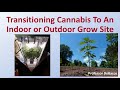 Transitioning cannabis to an indoor or outdoor grow site