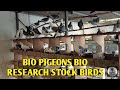 BIO PIGEONS BIO RESEARCH STOCK BIRDS

#AkoSiKielTv
#BioPigeons
#BioResearch