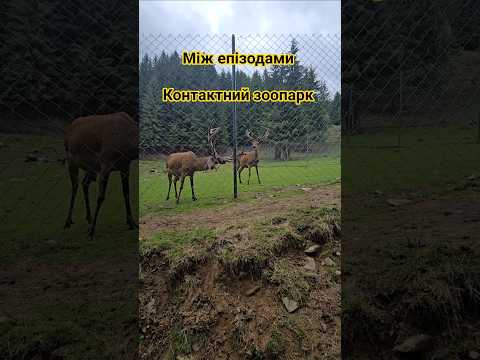 Контактний зоопарк "Синевир" #travelvlog #travel #тревелвлог #подорожіукраїною #nature #літняподорож