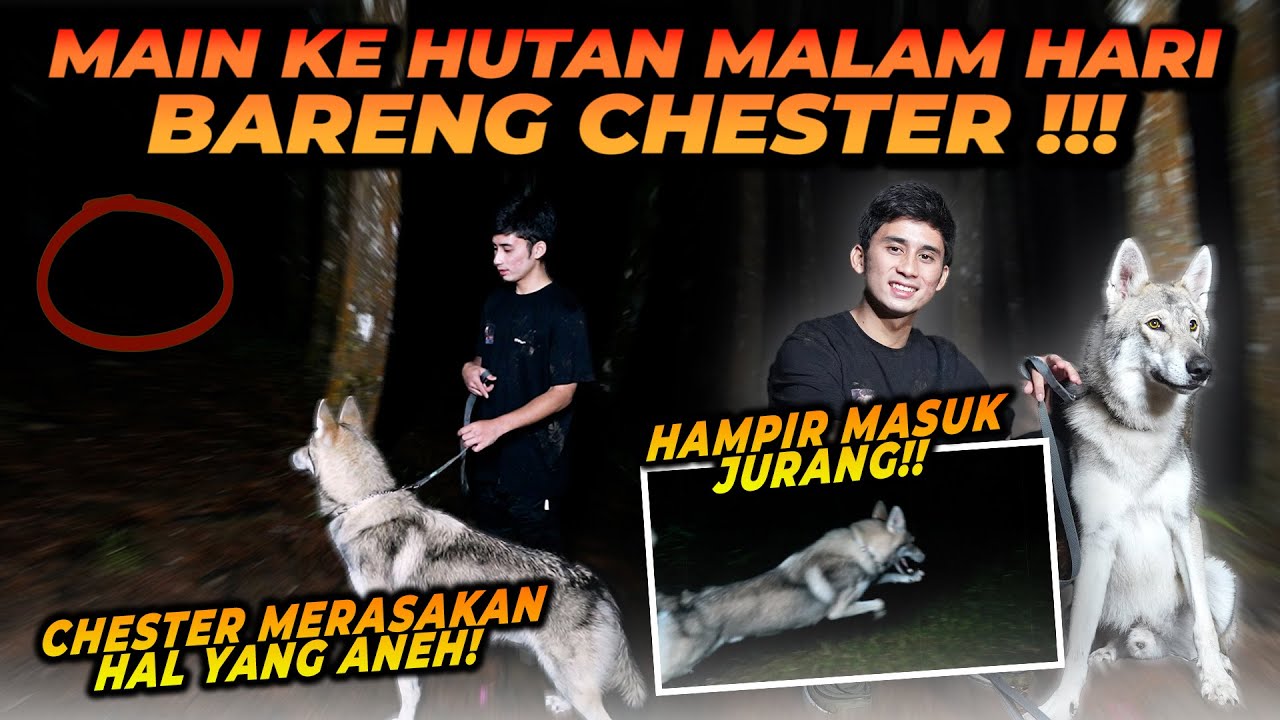 BAWA CHESTER SI SERIGALA KE HUTAN DI TENGAH MALAM ! SEREM BANYAK HAL2 YANG TIDAK TERDUGA !!