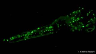 Light sheet microscopy image of zebrafish in vivo imaging