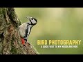 BIRD PHOTOGRAPHY | A quick visit to my woodland hide - episode 1