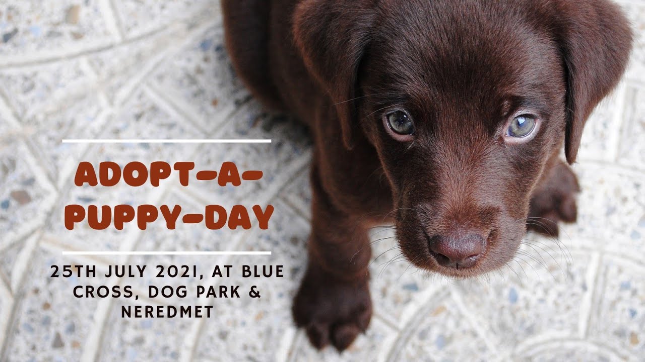 Indian Breed Puppies For Adoption In Hyderabad On 25th July 2021 YouTube Indian Breed Puppies For Adoption In Hyderabad On 25th July 2021 YouTube