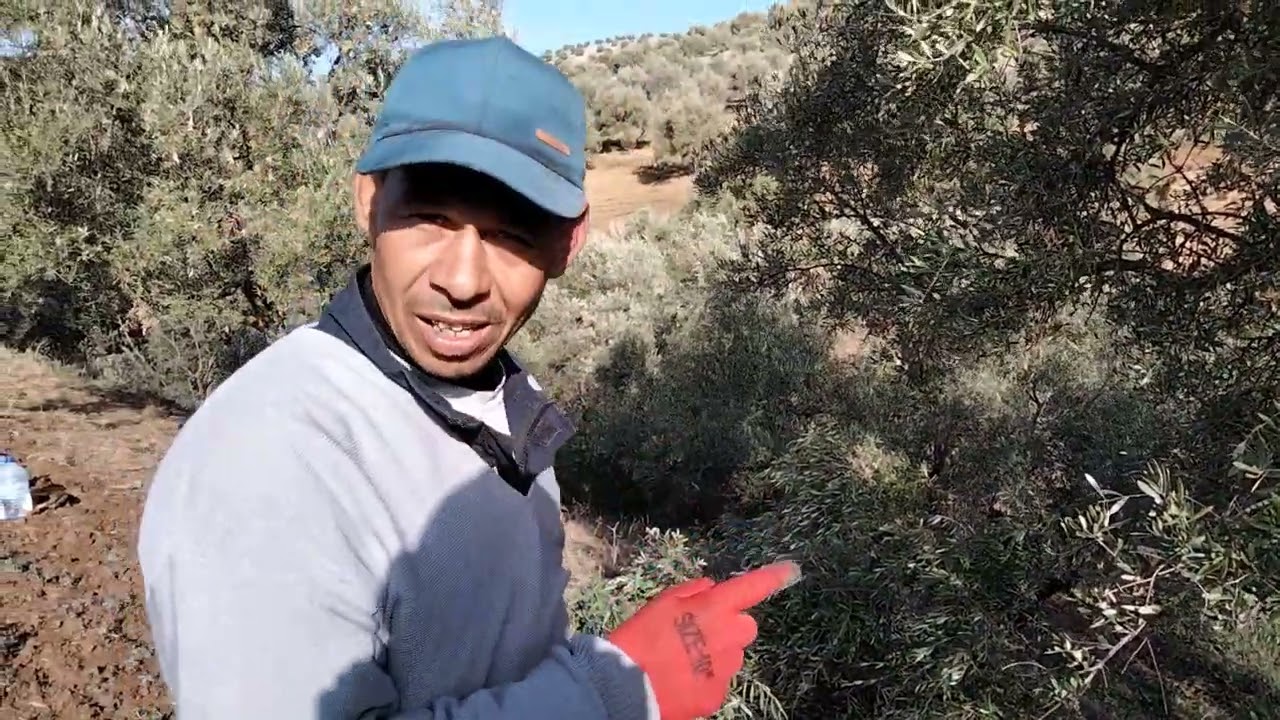 تقليم أشجار الزيتون المعمرة من واد أمليل تازة