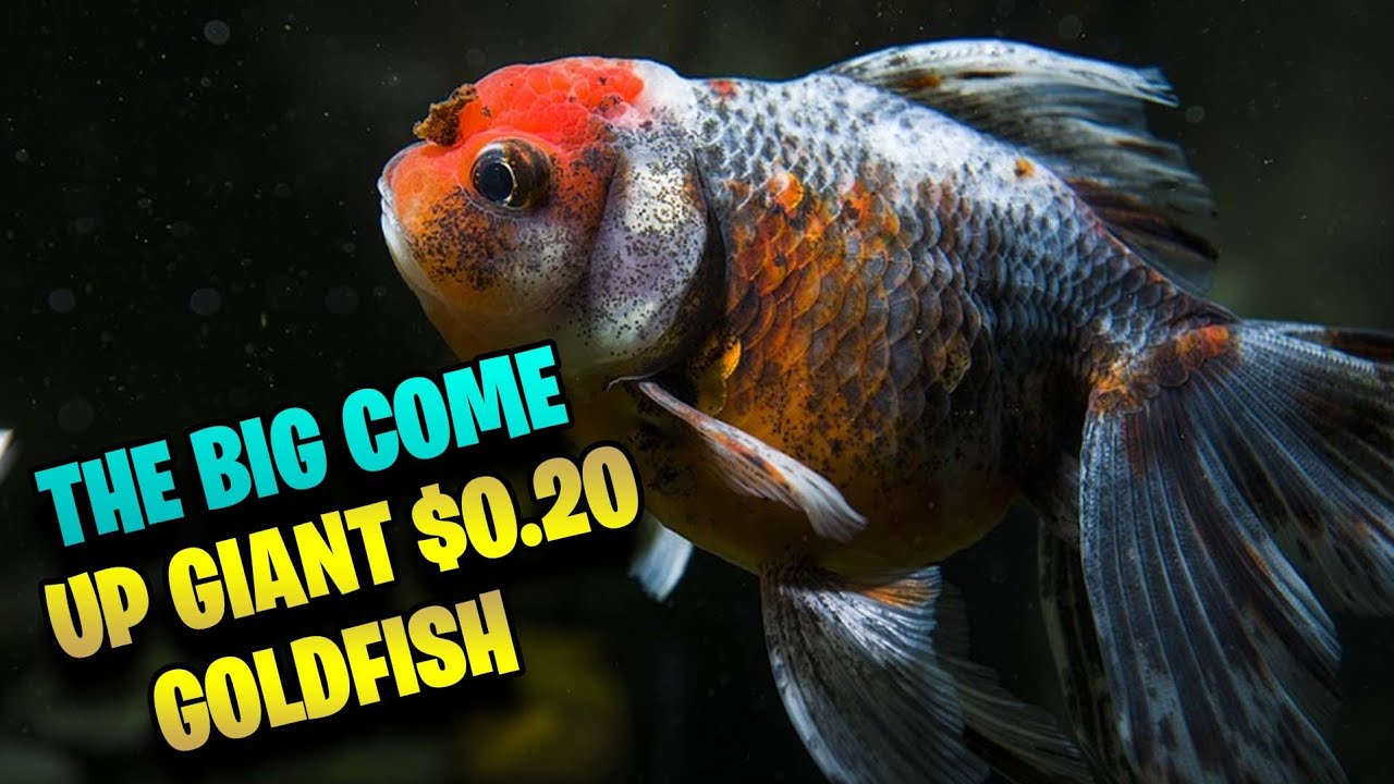Big come up at Petco common goldfish YouTube