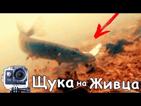 АТАКА ЩУКИ на ЖИВЦА | ПОДВОДНАЯ РЫБАЛКА + СЪЕМКА АТАКА ЩУКИ на ЖИВЦА | ПОДВОДНАЯ РЫБАЛКА + СЪЕМКА