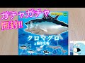 ガチャガチャ『クロマグロと海洋生物』開封‼︎