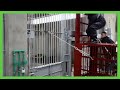 Apollo Moves To Her Den | Animals Asia