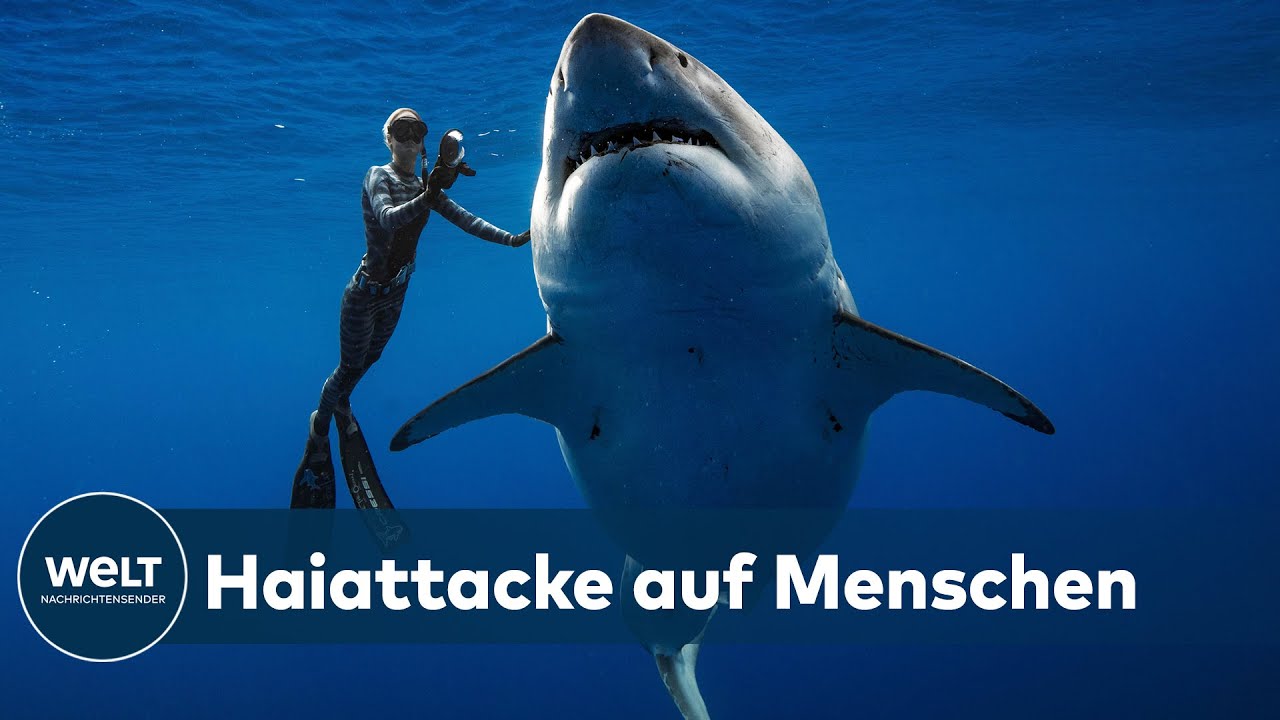 Wie Viele Menschen Sterben Durch Haie www.youtube.com