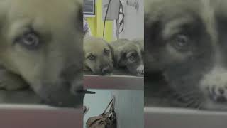 Videospenden aus Alanya. Das Ende wird traurig 😢