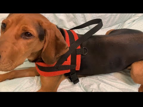 Video: Must-Have Dog -tarvikkeet