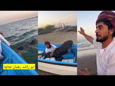 بقرة بو سيف تسبح ف البحر