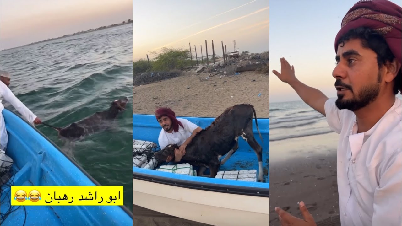 بقرة بو سيف تسبح ف البحر 😂😂😂