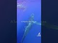 “I AM BROTHER TO TULKULN”🐋💕 #tiktok #whales #ocean #marinelife #fyp #nature #repost #viral