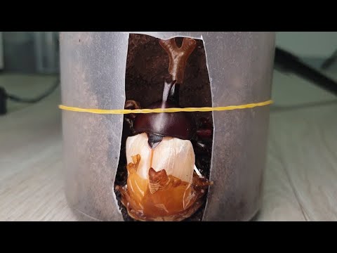 다리잘린 <strong>장수풍뎅이</strong> <strong>키우기</strong> 그리고 탄생의 순간