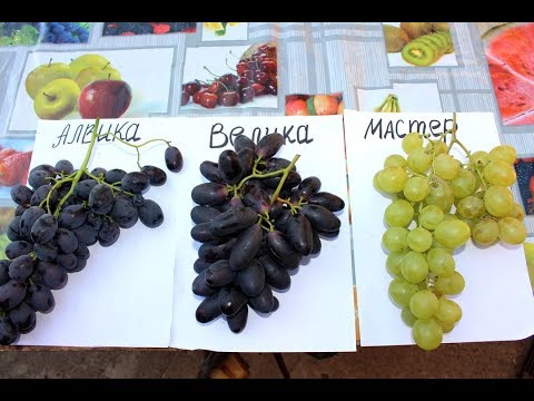 Алвика и  Велика - сравнение. Г.ф. Мастер 2018г.