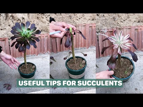 Useful Tips For Succulents - Part 35 | 多肉植物 | 다육이들 | Suculentas