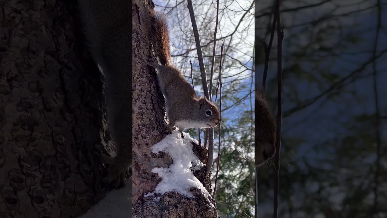 Squirrels are Cute Up Close 🐿️