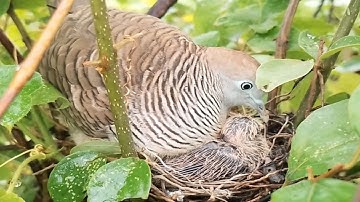 Zebra dove Birds Feed the baby in the nest 1 [ Review Bird Nest ]