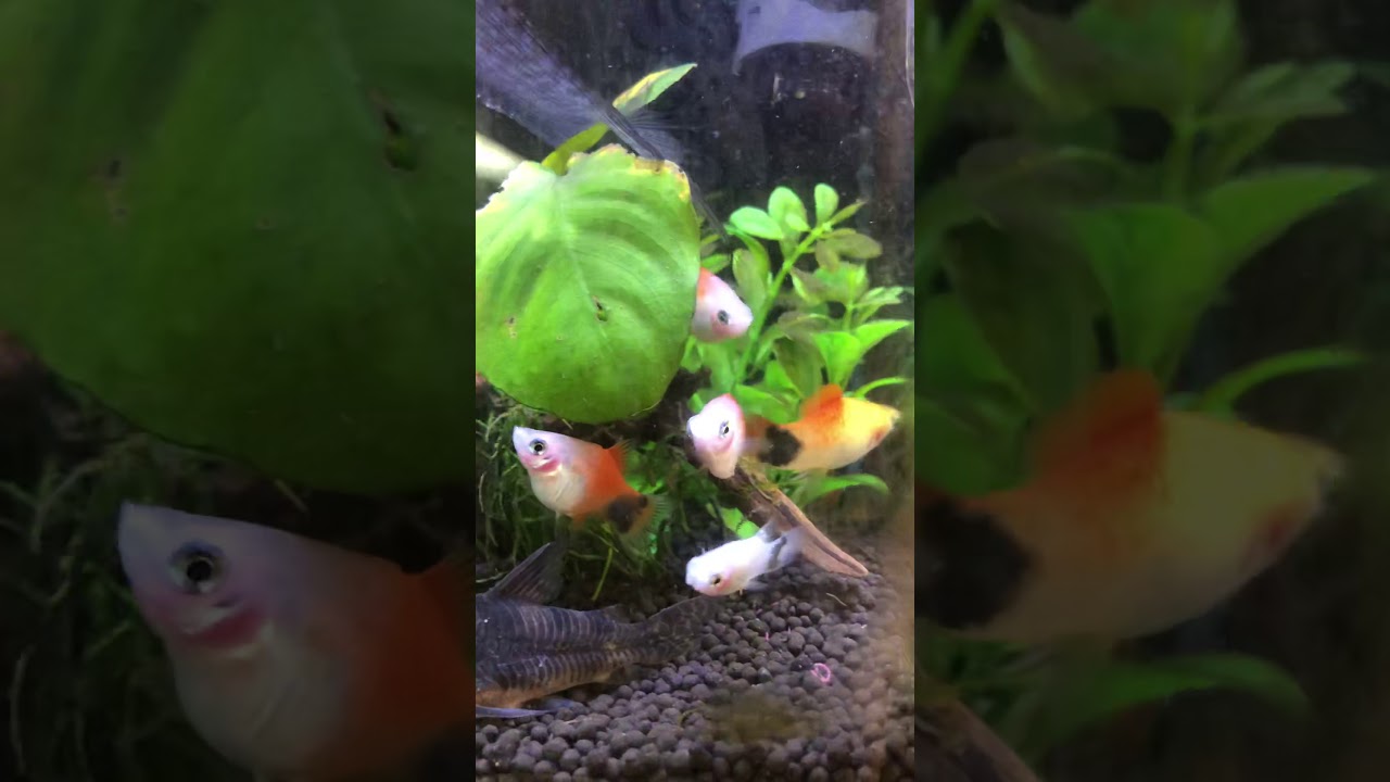 12匹目 初心者でも簡単飼育モーリーとプラティとグッピー イヌスタブログ 12匹目 初心者でも簡単飼育モーリーとプラティとグッピー イヌスタブログ