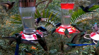 Hummingbirds Swarming Feeders in Ecuador (10+ Different Species Feeding)